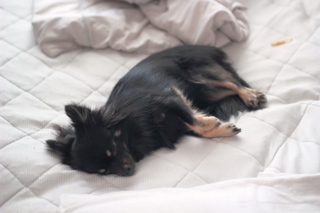 昼寝をする子犬